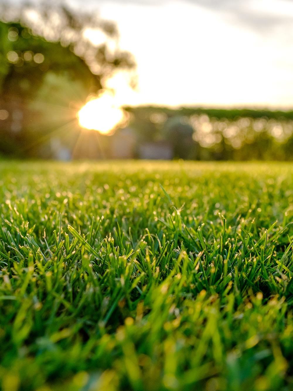 Sunny Place Turfgrass Mix